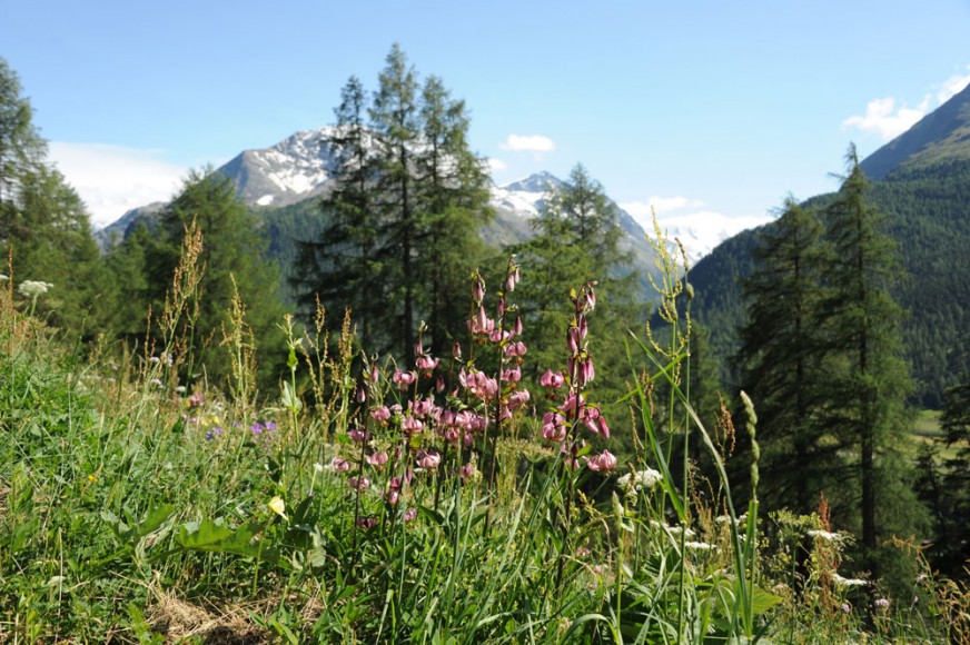 Frühling_in_Pontresina_Bild-Susanne-Bonaca