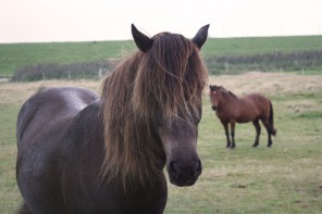 Nette Ponys auf Juist