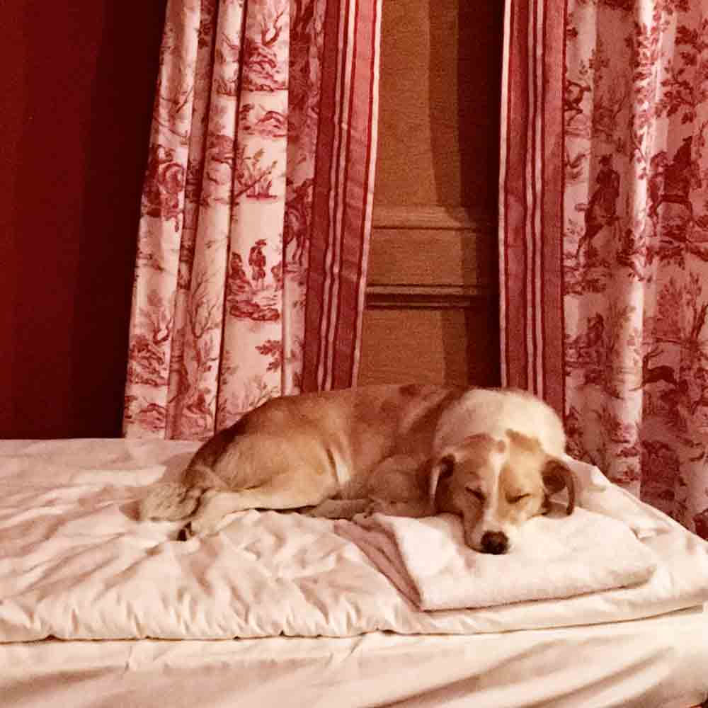 Hund-im-bett-burg-rabenstein-©looping