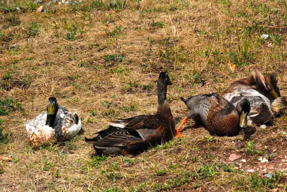 enten-roter-hahn-suedtirol-urlaub-auf-dem-bauernhof-©looping