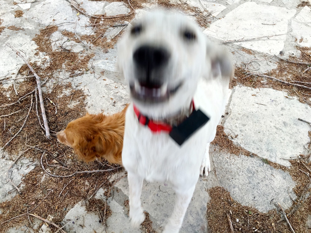 hunde-auf-zypern-©looping-magazin