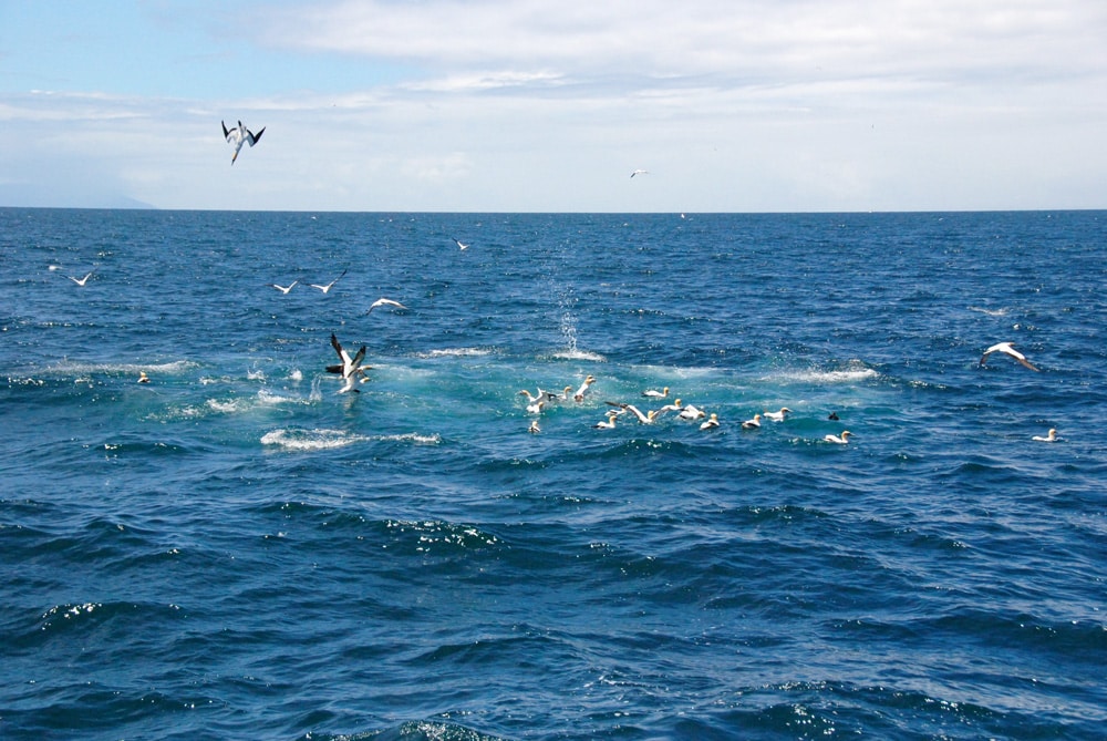 Weihnachten in Neuseeland kormorane-whalewatching-auckland-loopingmagazin