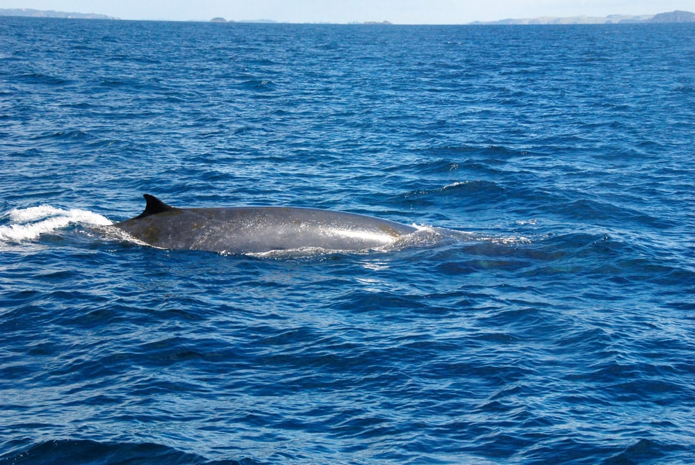 Weihnachten in Neuseeland whalewatching-neuseeland-loopingmagazin