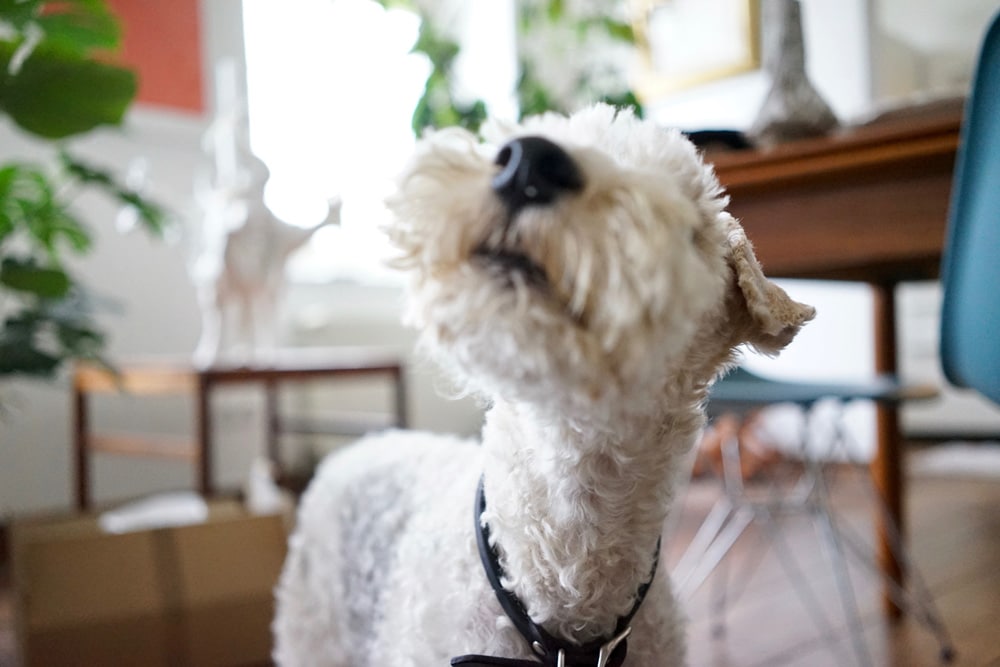 domenico-der-hund-von-jojo-loopingmagazin