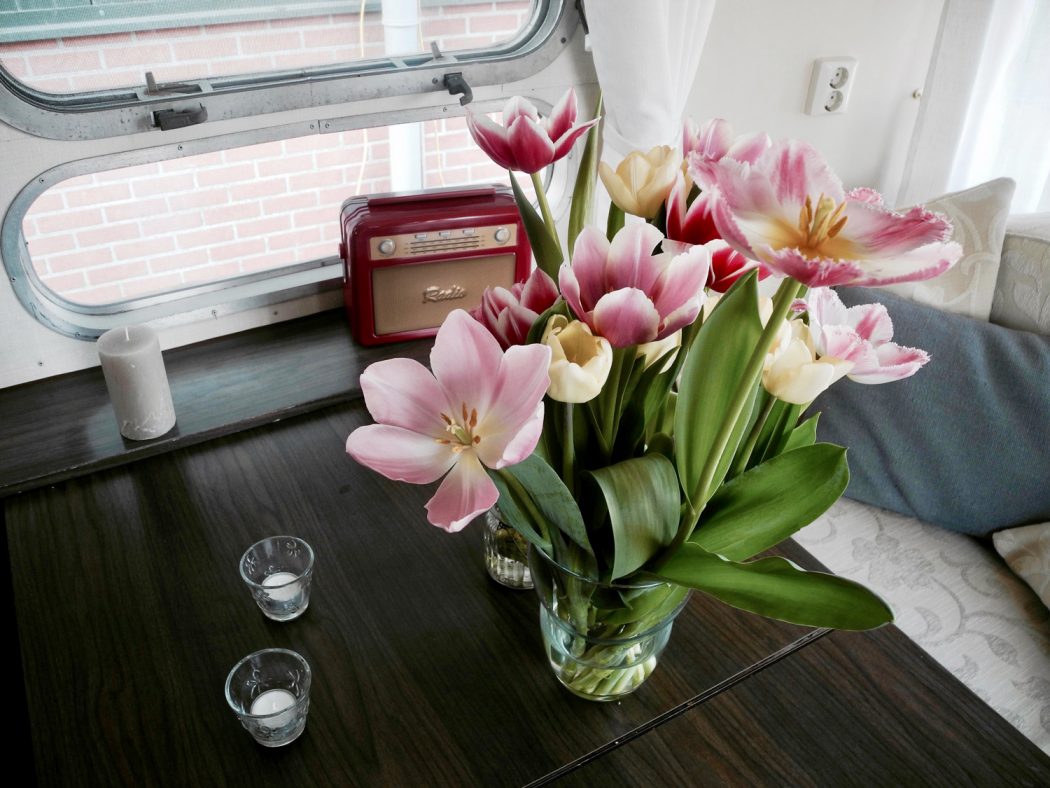 Reise in die holländische Tulpenblüte