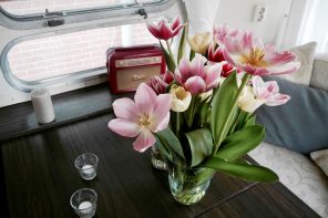 Reise in die holländische Tulpenblüte