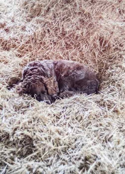 hund-im-stroh-gralhof-winter