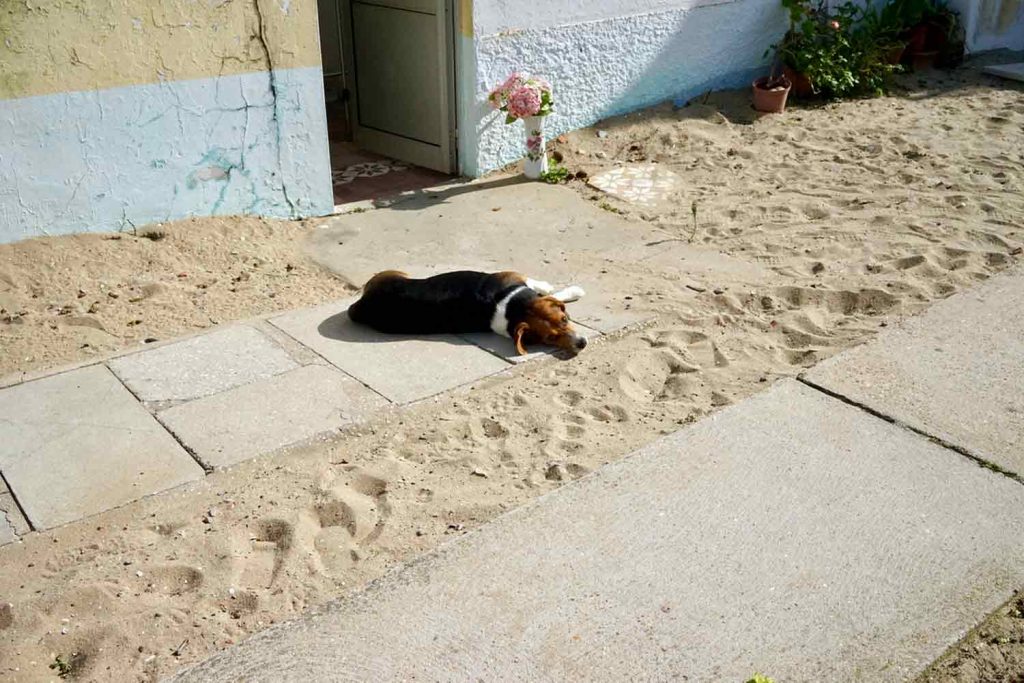 Hund auf Ilha da Culatra eine Insel die keiner kennt