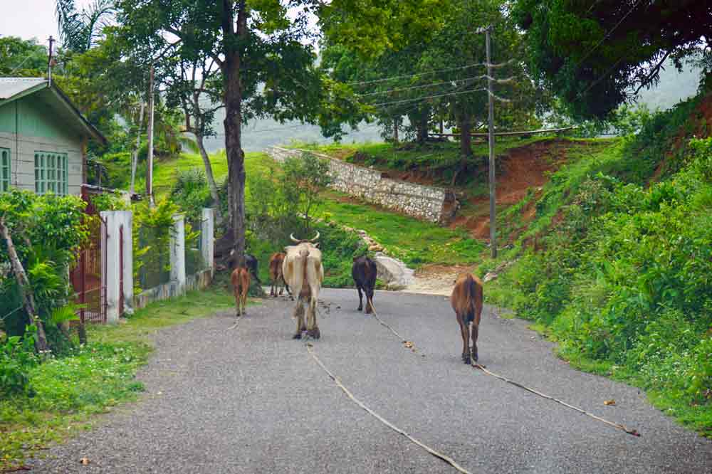 Rundreise auf Jamaika Kuehe auf der Strasse