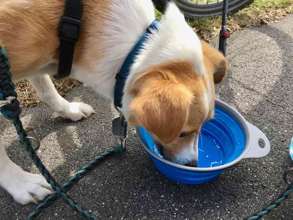 hund trinkt wasser vor der fahrradtour lausitzer seenland brandenburg