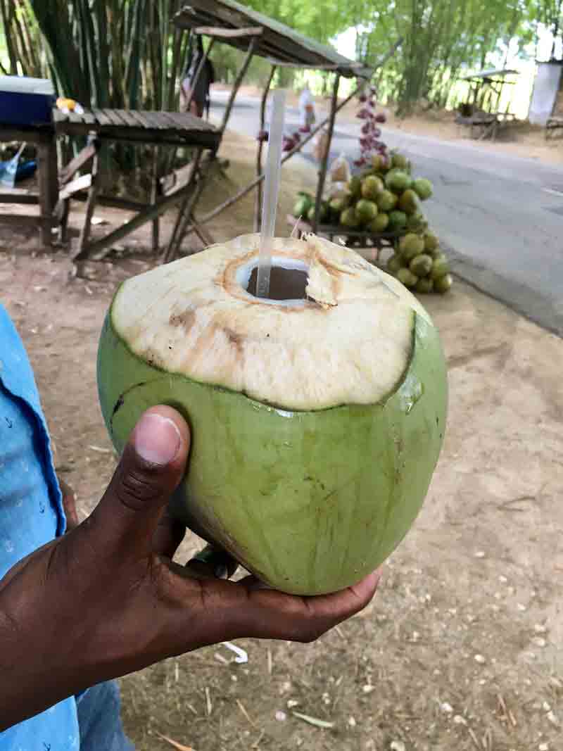 Frische Kokosnuss zum Trinken auf der Rundeise auf der Jamaika