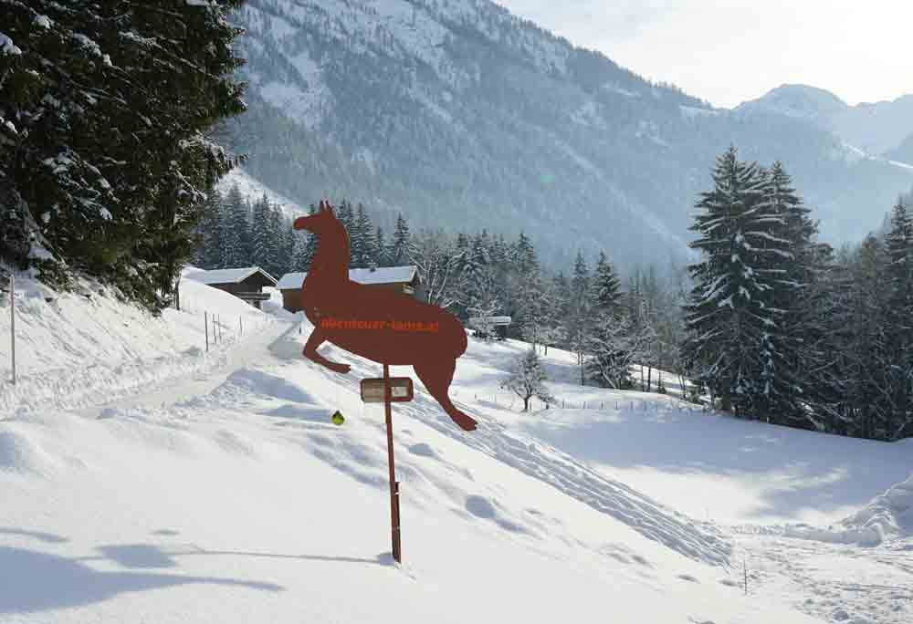 Wandern mit Lamas in Tirol