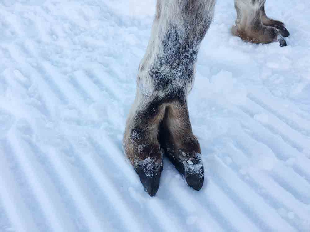 Wandern mit Lamas in Tirol