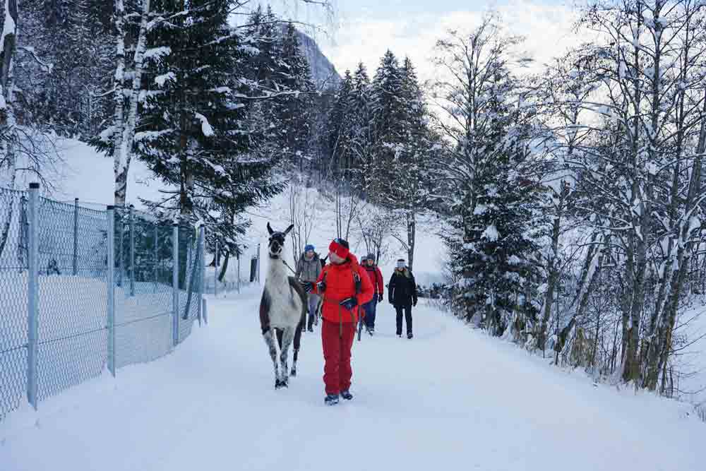 Wandern mit Lamas in Tirol