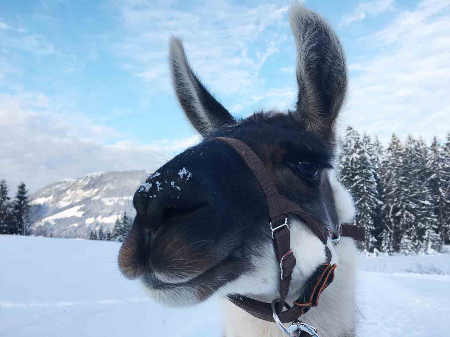 Wandern mit Lamas in Tirol