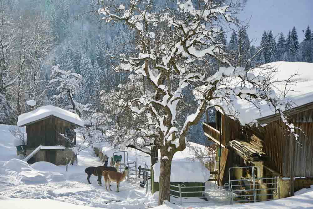 Wandern mit Lamas in Tirol