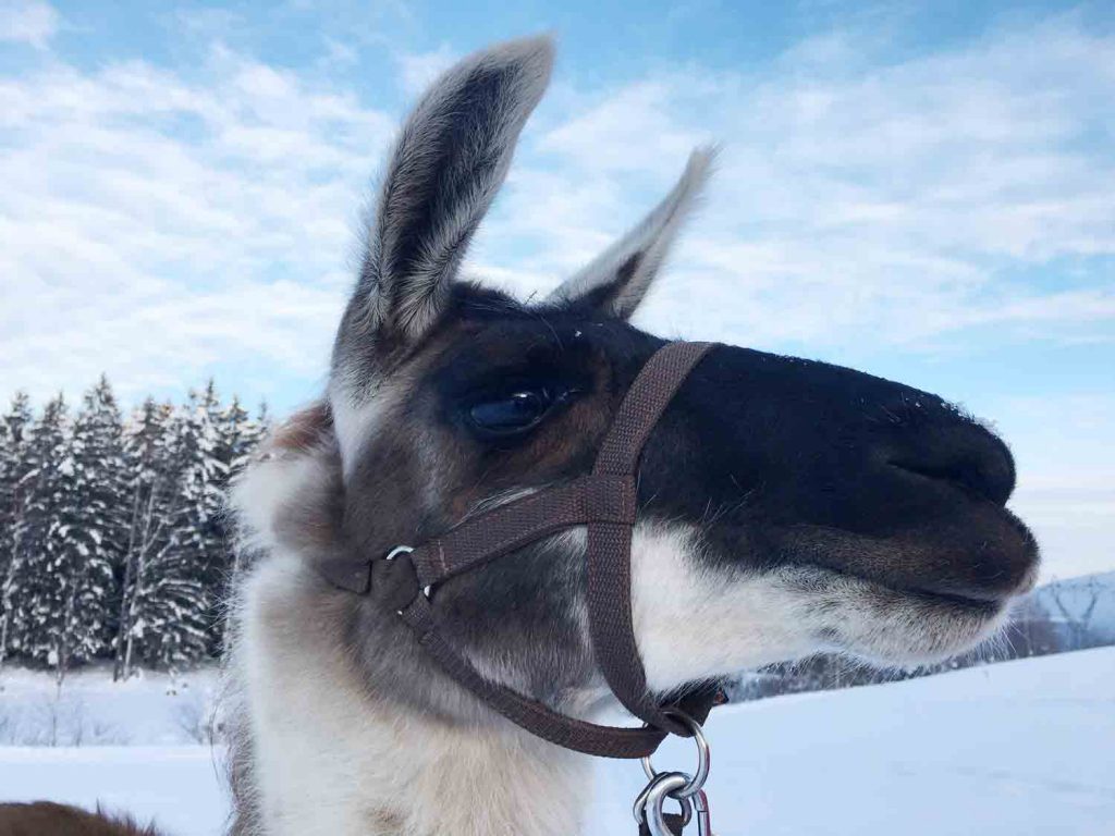 Wandern mit Lamas in Tirol