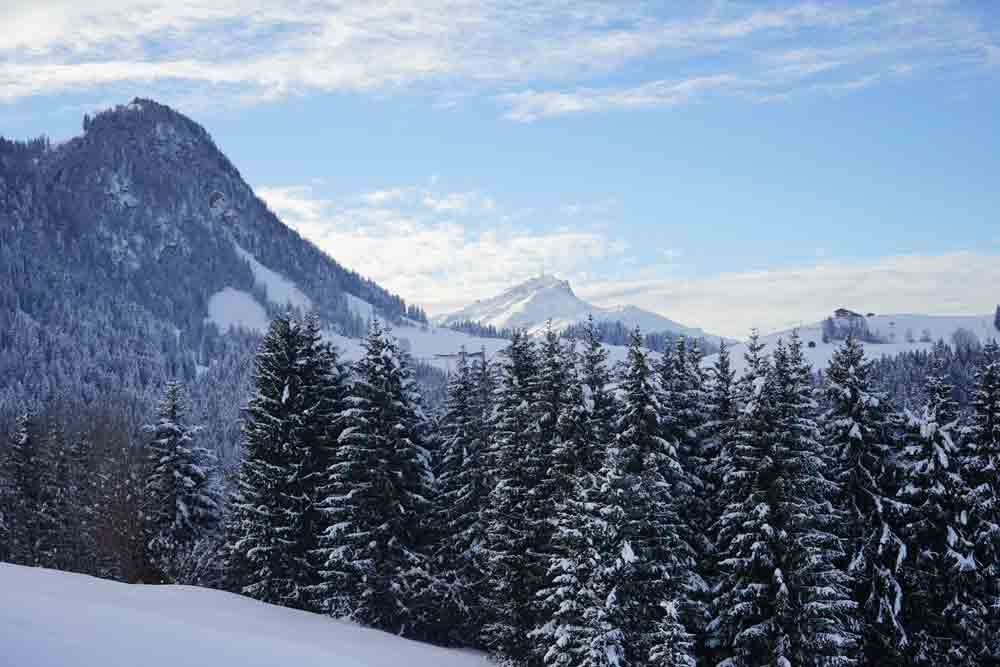 Wandern mit Lamas in Tirol