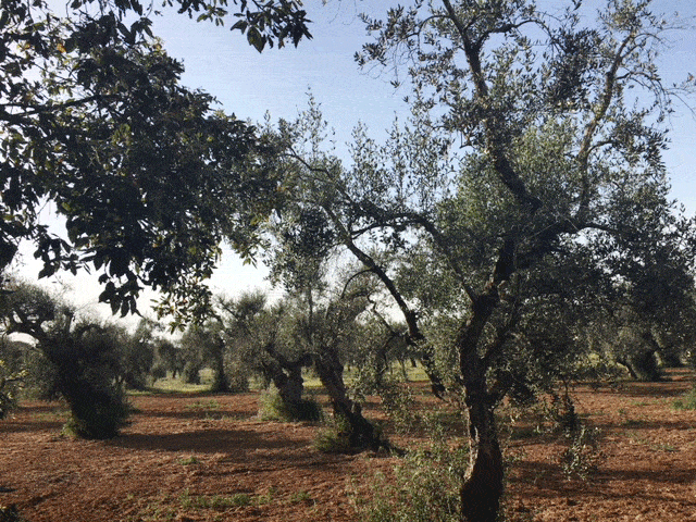 Olivenbäume in Apulien