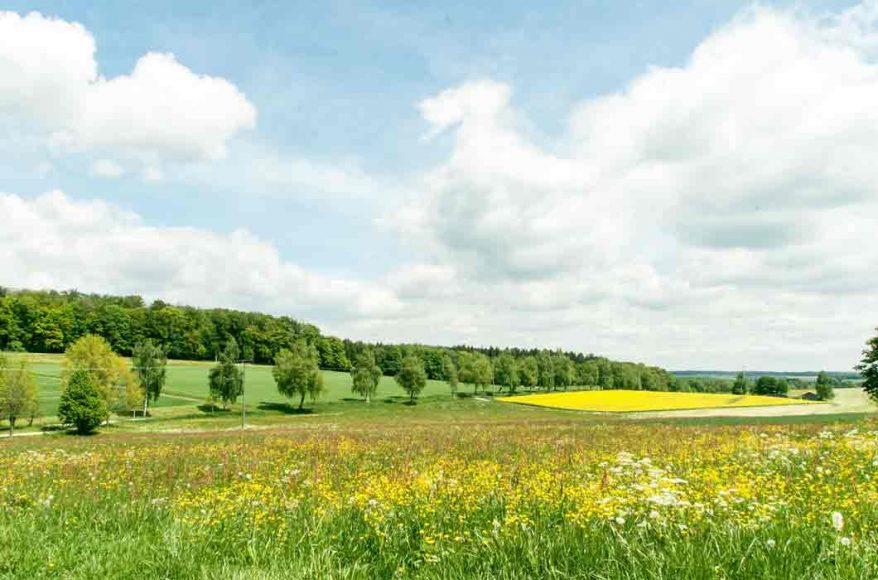 schoene-landschaft-kitzlein