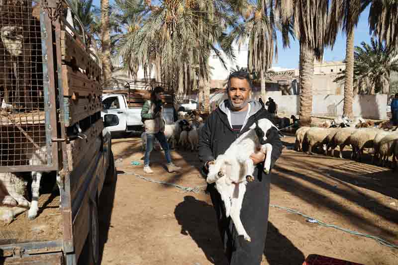 Viehmarkt in Douz Tunesien