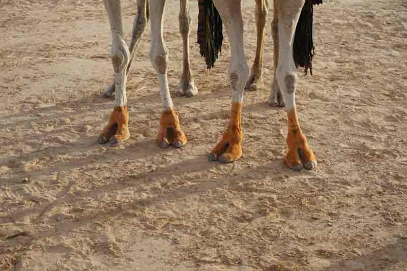 gefaerbte Kamelfuesse kamele beim Sahara Festival in Douz