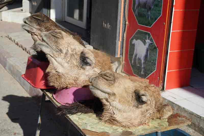 Kamelkoepfe beim schlachter in Douz Tunesien
