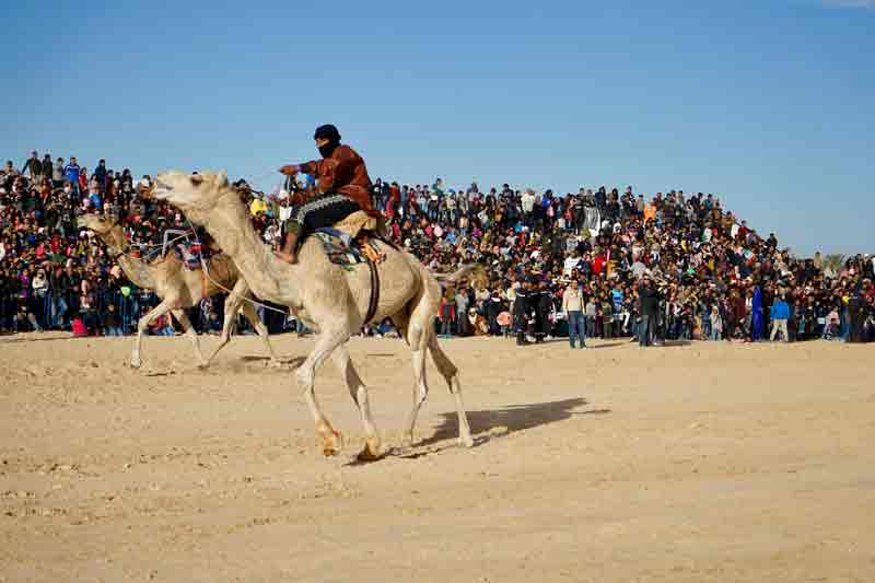 Kamelrennen in Tunesien beim Sahara Festival in Douz