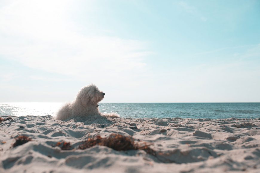 hundestrand-Ahrenshoop-The-Grand-Ahrenshoop