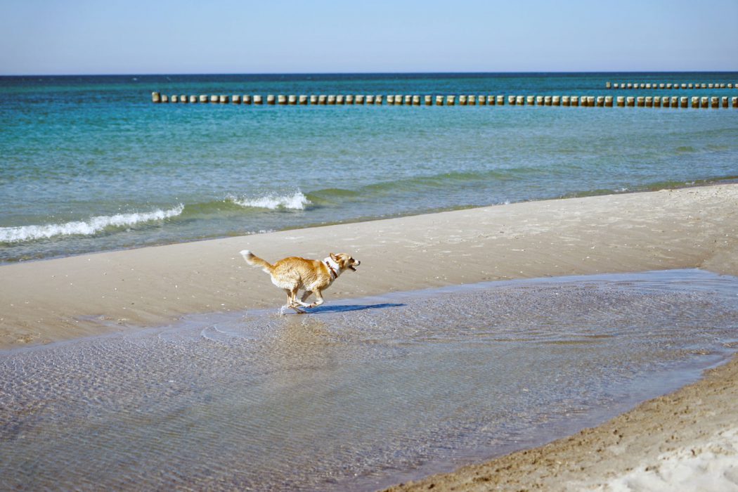 Ostsee Strandurlaub mit Hund