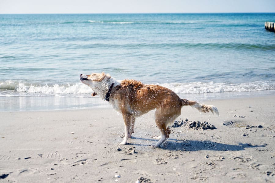 Ostsee Strandurlaub mit Hund