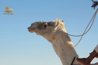 Douz, die Hauptstadt der Kamelrennen in Tunesien