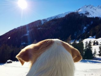 Winterurlaub mit Hund in Suedtirol