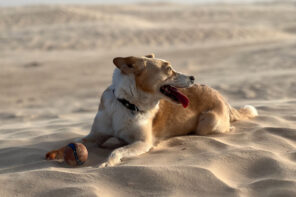 Einreise mit Hund nach Tunesien. Welche Papiere braucht man?