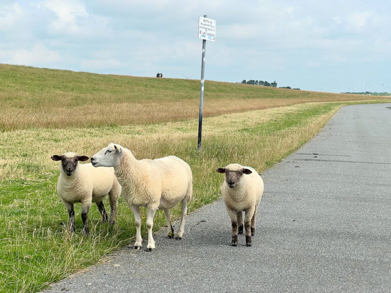 Schafe-Deich-Buesum