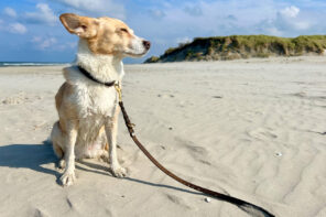 Juist mit Hund. Unendliche Tage zwischen Himmel und Meer