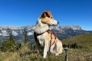 Zwei Wanderungen mit Hund am Wilden Kaiser. Die Dolomiten von Tirol.