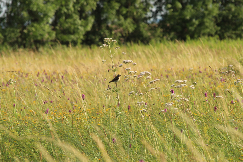 Vogelbeobachtung