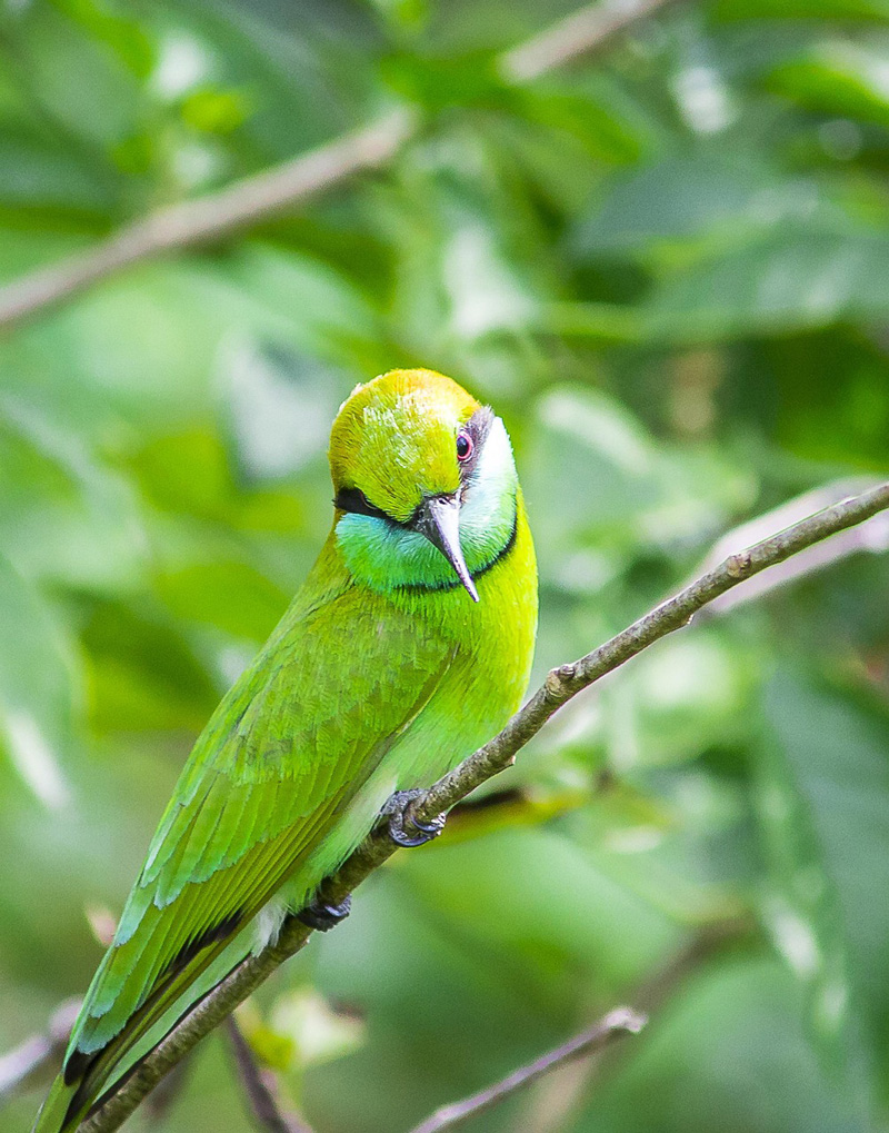 Vogelbeobachtung