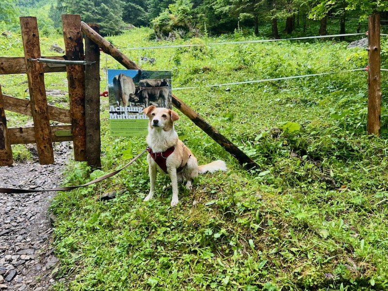 Hüttenwanderung mit Hund