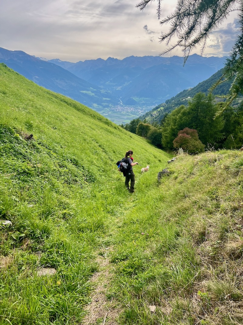 Weitwanderung mit Hund auf dem Vinschger Höhenweg