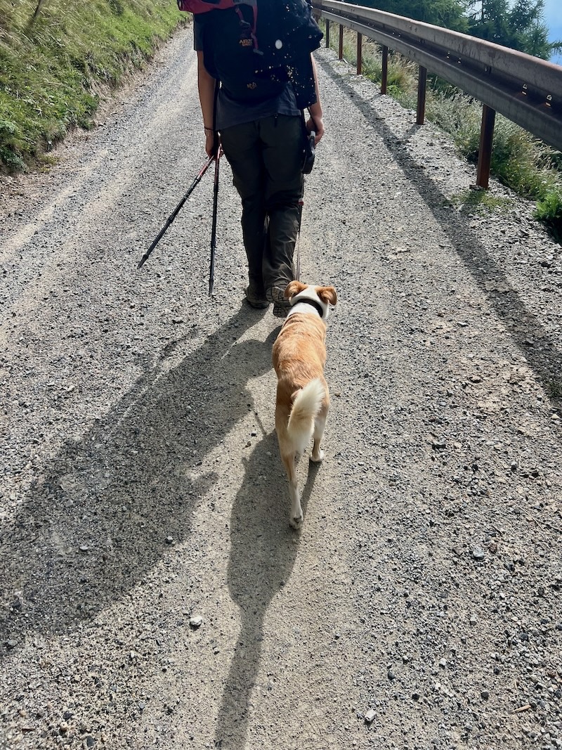 Weitwanderung mit Hund auf dem Vinschger Höhenweg