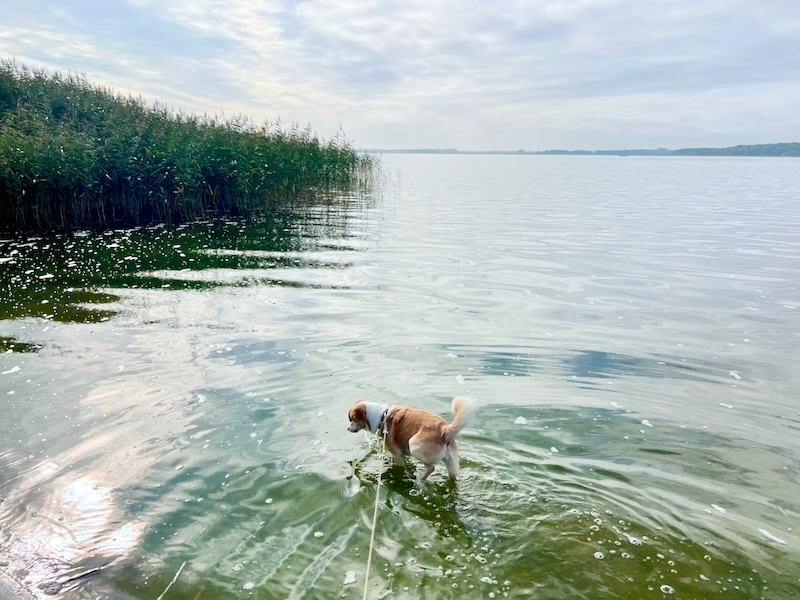 wandern mit Hund auf Usedom