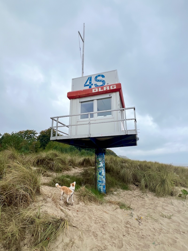 wandern mit Hund auf Usedom