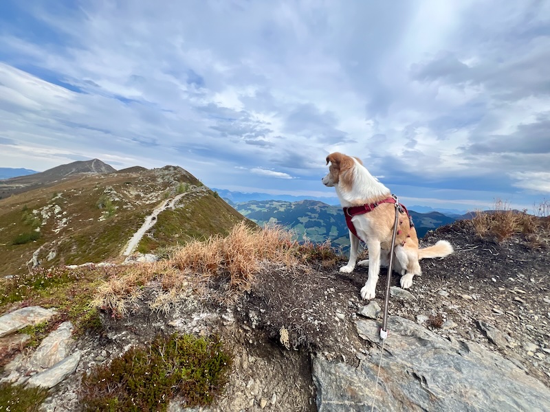 wandern mit hund alpbachtal