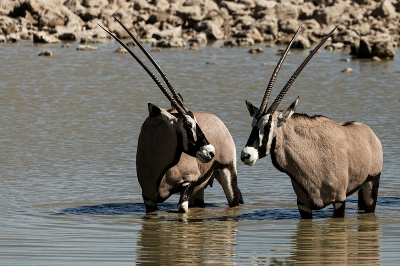 Antilopen Namibia