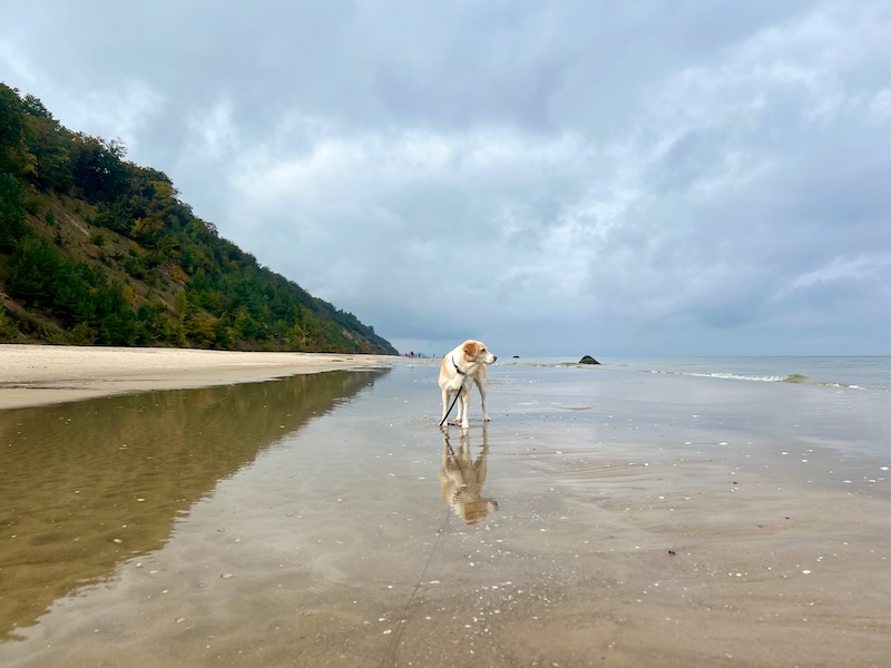 wandern mit Hund auf Usedom