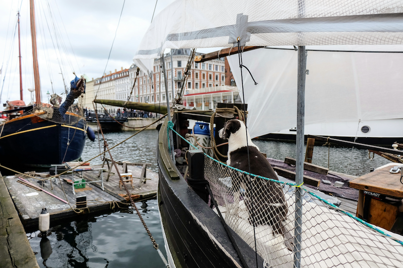 Dänemark mit Hund auf dem Schiff