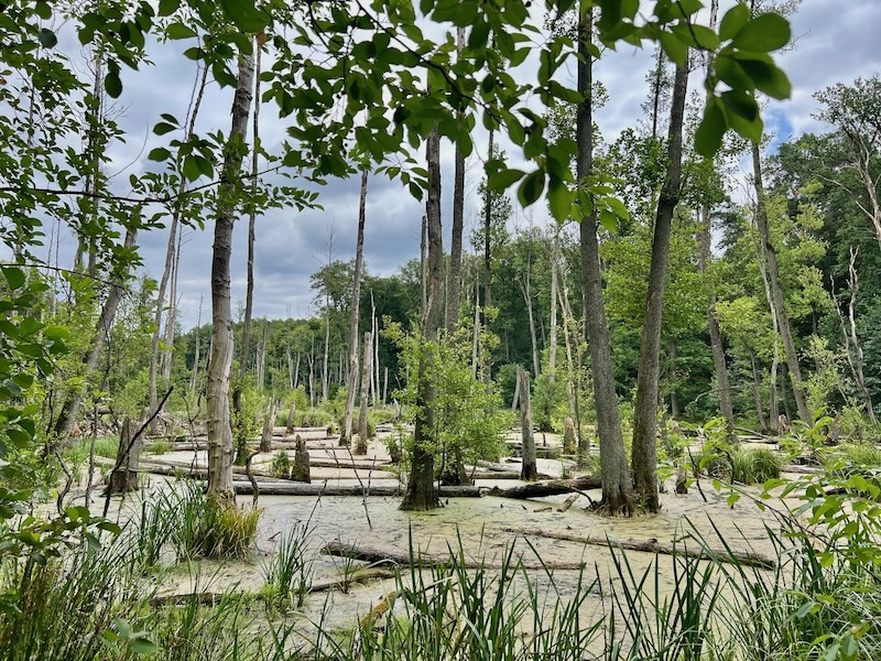 Wandern in Berlin und Umgebung