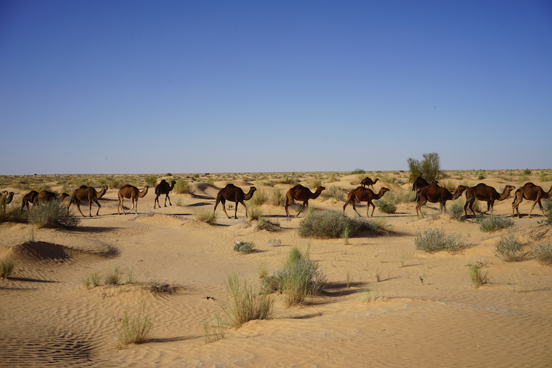Tunesien Reise Kamelherde